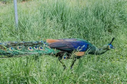 Bird Park - vrăbii - suburbii Weekend