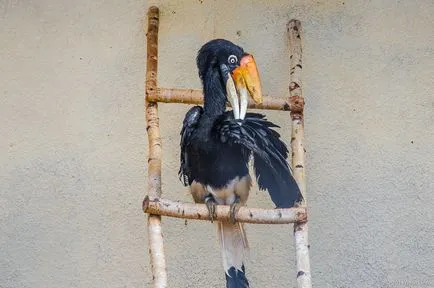 Bird Park - vrăbii - suburbii Weekend