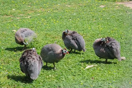 Bird Park - vrăbii - suburbii Weekend