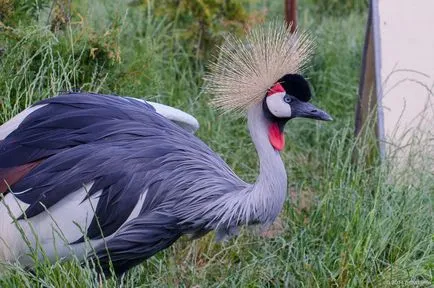 Bird Park - vrăbii - suburbii Weekend