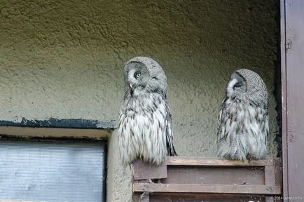 Bird Park - vrăbii - suburbii Weekend