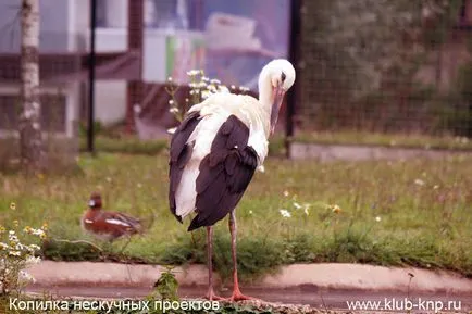 Bird Park „verebek” a Kaluga régióban