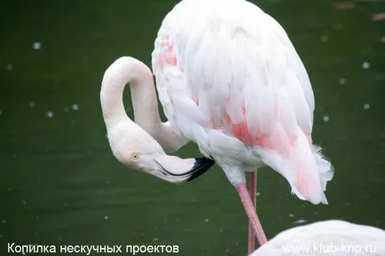 Bird Park „verebek” a Kaluga régióban