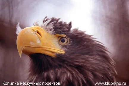 Bird Park „verebek” a Kaluga régióban