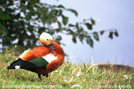 Bird Park „verebek” a Kaluga régióban