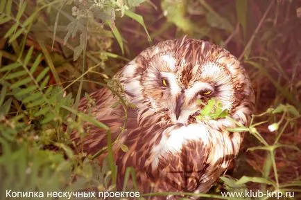 Bird Park „verebek” a Kaluga régióban