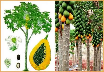 papaya uscate - beneficii pentru sănătate