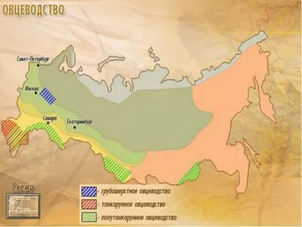 Овцевъдството в България порода, размер, производителност