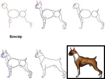 Coafor pentru animale, cum să atragă un câine