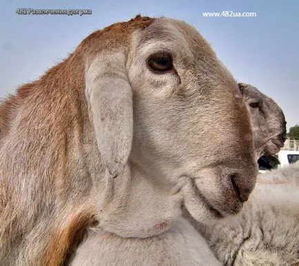 Ovine și caprine (fotografii video)