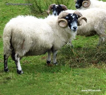 Ovine și caprine (fotografii video)