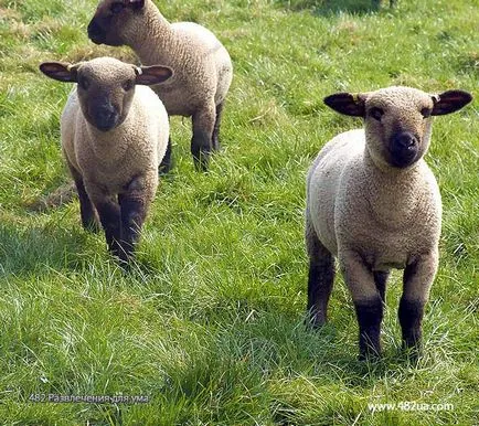 Ovine și caprine (fotografii video)