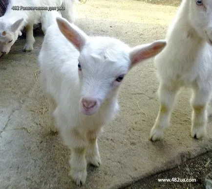 Ovine și caprine (fotografii video)