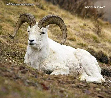 Ovine și caprine (fotografii video)