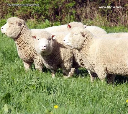 Ovine și caprine (fotografii video)