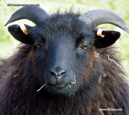 Ovine și caprine (fotografii video)