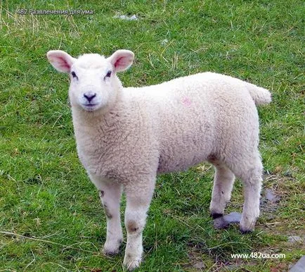 Ovine și caprine (fotografii video)