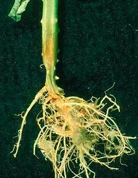 Защо гният корените на краставица