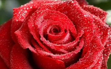 De ce pe trandafiri bud putregai, și nu se dizolvă
