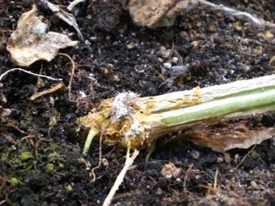 Защо гният корените на краставица