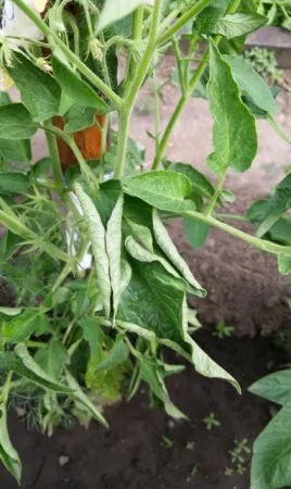 De ce frunze de tomate buclat - cultivarea legumelor și a florilor, îngrijirea plantelor de apartament