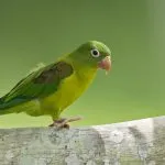 Papagali, papagali de reproducție lovebirds