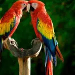 Papagali, papagali de reproducție lovebirds