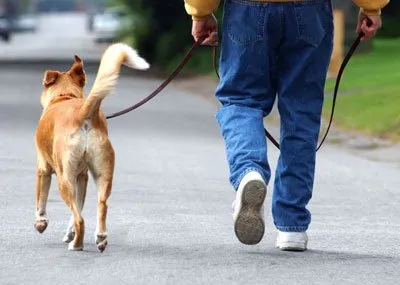 Reguli merge cu un câine de Cesar Millan