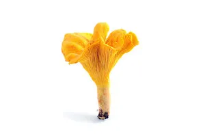 Utilizarea de tinctura de Chanterelle, tincturi reteta Chanterelle, comentarii - Ziua femeii