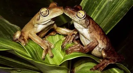 Притчи за смисъла на живота на жаба мислене и рефлекс блато