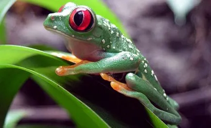 Притчи за смисъла на живота на жаба мислене и рефлекс блато