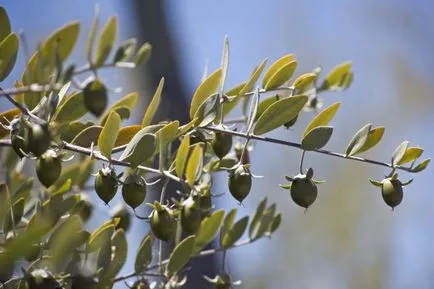 Utilizarea de ulei de jojoba cosmetice la domiciliu