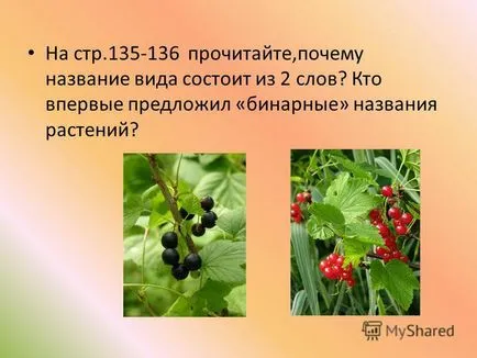 Prezentarea pe o lecție - conceptul de ifikatsiya a plantelor - în scopul formării conceptului de taxonomică