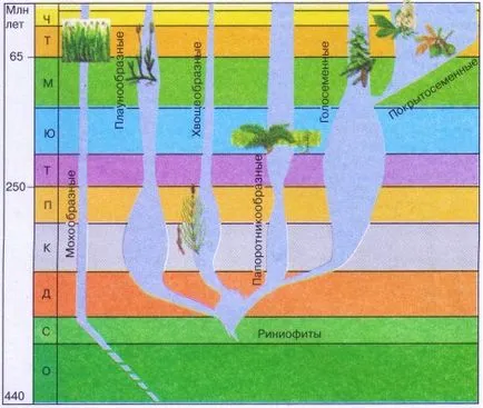 Modalități și regularitățile evoluția biologiei plantelor