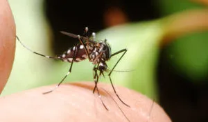 комар намазка хапе при деца