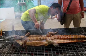 Tenyésztés krokodilok közé tartozik, mint egy üzleti