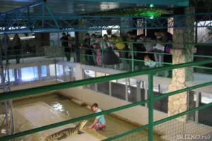 Creștere de crocodili în România ca o afacere