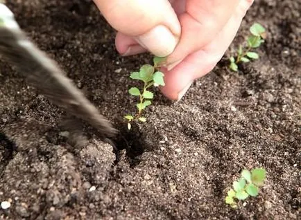 A szaporodási spirea magok kiment a kertbe!