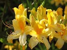 flori plante gradina - Rhododendron