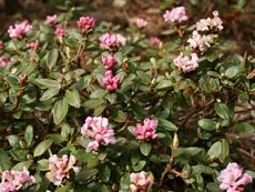 flori plante gradina - Rhododendron