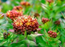 Rhodiola Rosea