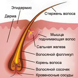 растежа на косата - етапа на растеж на структурата на косъма