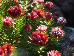 Rhodiola rosea gyógyszer tulajdonságait és ellenjavallatok receptek