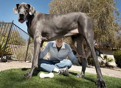 Най-голямото куче в света на английски мастиф