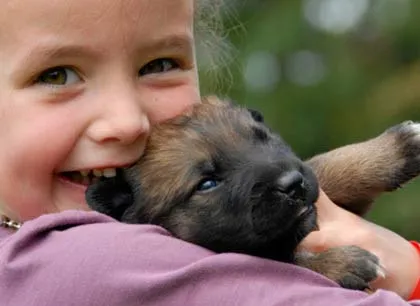 Cel mai mare caine din lume de limba engleză mastiff