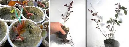 Rose издънки и вкореняване на издънки в оранжерията през пролетта