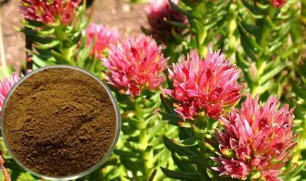 Rhodiola rosea proprietăți terapeutice și contraindicații