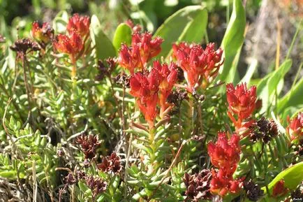 Rhodiola Rosea терапевтични свойства и противопоказания