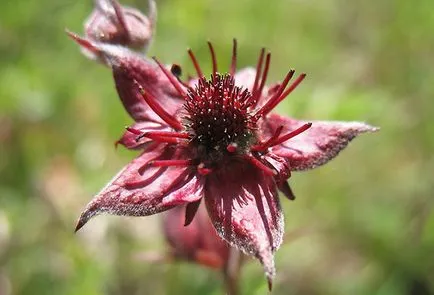 Potentilla Marsh hasznos tulajdonságok és ellenjavallatok nyers tuskó