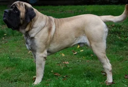 Най-големият световен куче описание и снимки порода, всичко за кучета